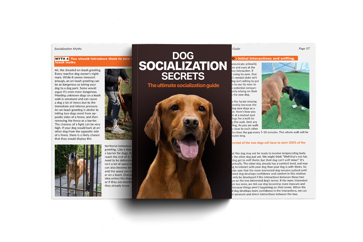 Dog Socialization Secrets